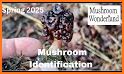 Mushroom Finder:  identification, wallpaper related image