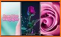 Red Rose Live Wallpapers Themes related image