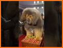 Animal Caro related image