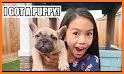 Puppy Pug House Decoration related image