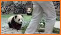 Baby Panda Run related image