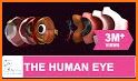 Human eye anatomy 3D related image