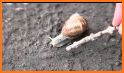 Orthoptic Snail related image