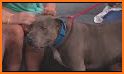 The Pet Stop AK related image