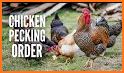 Pecking Order - Rule the Roost! related image