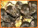 Anti Rat Repeller related image