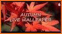 Autumn Tree Live Wallpaper related image