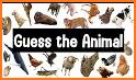 Guess the Animal related image