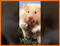 Hamster Wallpapers related image