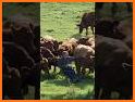 Decent Cow Escape related image