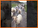 Sort Sheep Flock related image