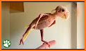 Naked Parrot related image