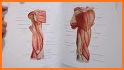 Sobotta Anatomy related image