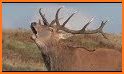Red Deer Calls related image