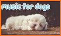 Relax Music for Dogs related image