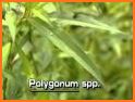 Polygonum related image