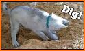 Dig Dog! related image