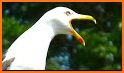 Seagull Sounds related image