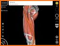 Muscle | Skeleton - 3D Anatomy related image