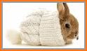 Romantic Rabbit Live Wallpaper related image