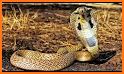 Snake Video Lite : Made In India related image