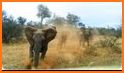 Free New Escape Game 62 African Elephant Escape related image