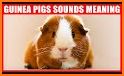 Guinea Pig Communicator related image