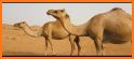 Desert Sahara for Chromecast TV related image
