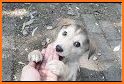Save the Puppies TV related image