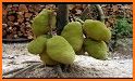 The Method Of Cultivating Jackfruit related image