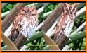 Wild Owl Bird Family Survival related image