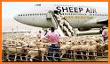 Sheep Market related image