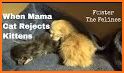 Kitties Newborn Caring related image