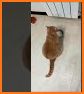 thecatvibess related image