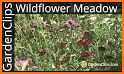 EcoGuide: Russian Wild Flowers related image