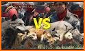 Real Battle War Strategy Of Animal related image