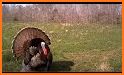 Turkey hunting calls: Hunting sounds Mating calls. related image