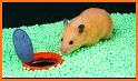 Kawaii Hamster Run - Fun race related image