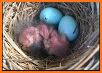 NestWatch by Cornell Lab related image