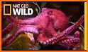 Octopuses Basic Infos related image