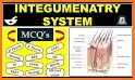Integumentary System - Skin Quiz related image