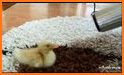 Cute Duck Escape related image