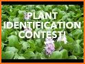 Plant Identifier related image