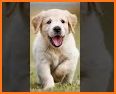 Dog Wallpapers & Puppy Backgrounds related image