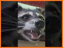 Mischievous Raccoon Escape related image