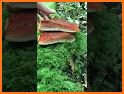 Vancouver Is. Mushroom Forager related image