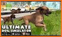 Pet Dog Games : Pet Your Dog Now In Dog Simulator! related image