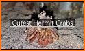Crab Castles Run related image