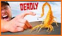 Scorpion Wildlife Insect Venom related image