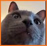 Games For Cats - Cat Alone Toy related image